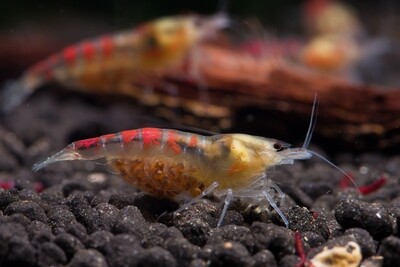 Shrimp