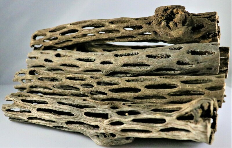 Cholla Wood - 6 Inch