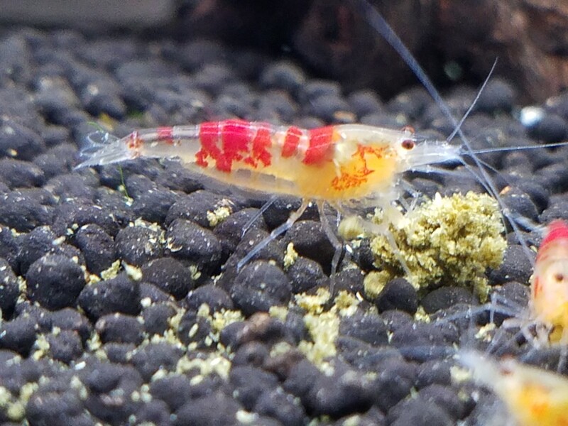 Golden Calceo - 5pk - AT Shrimpery