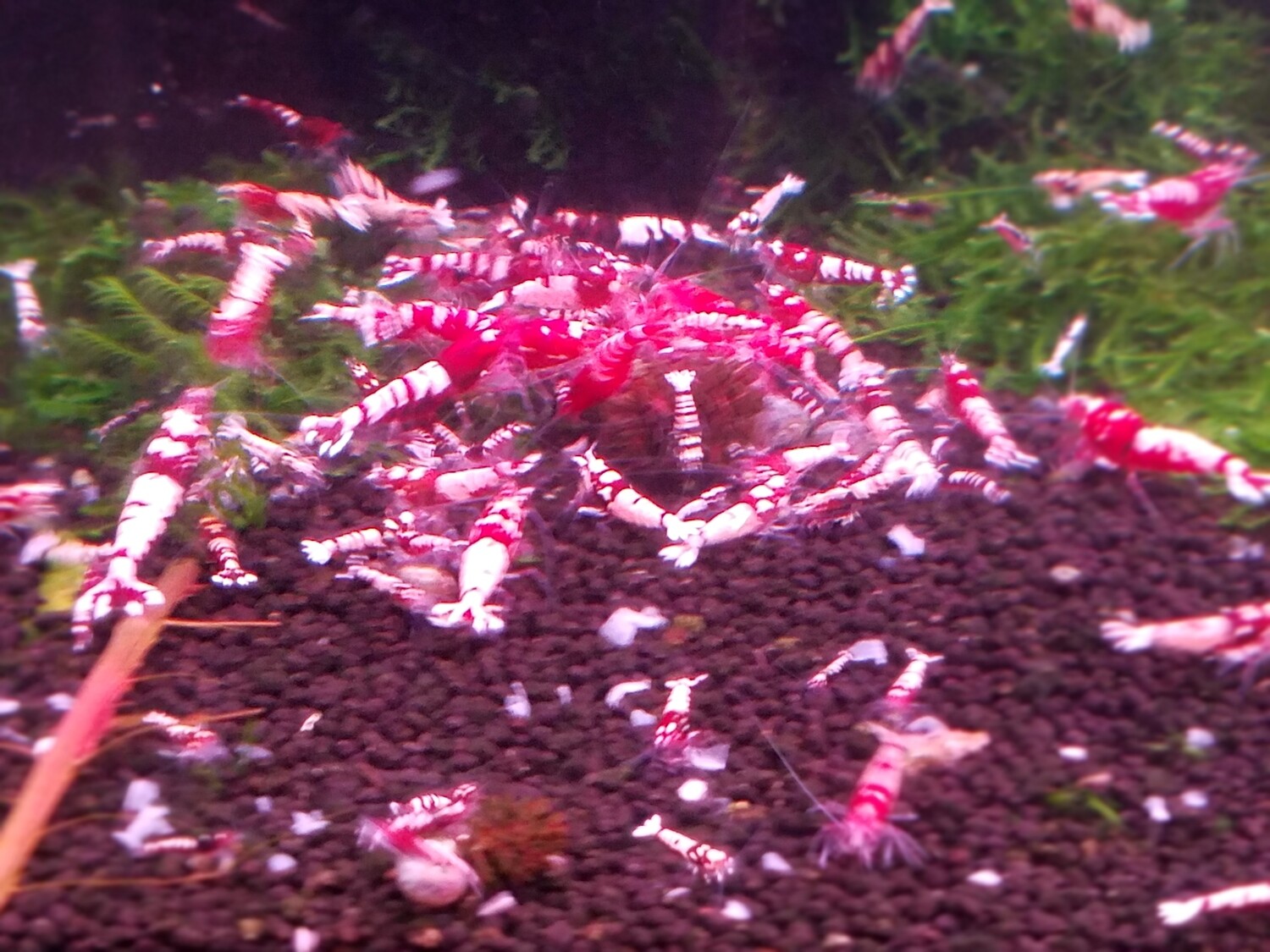 Red Pinto Mixed Low Grade - 5pk - Shrimp Envy