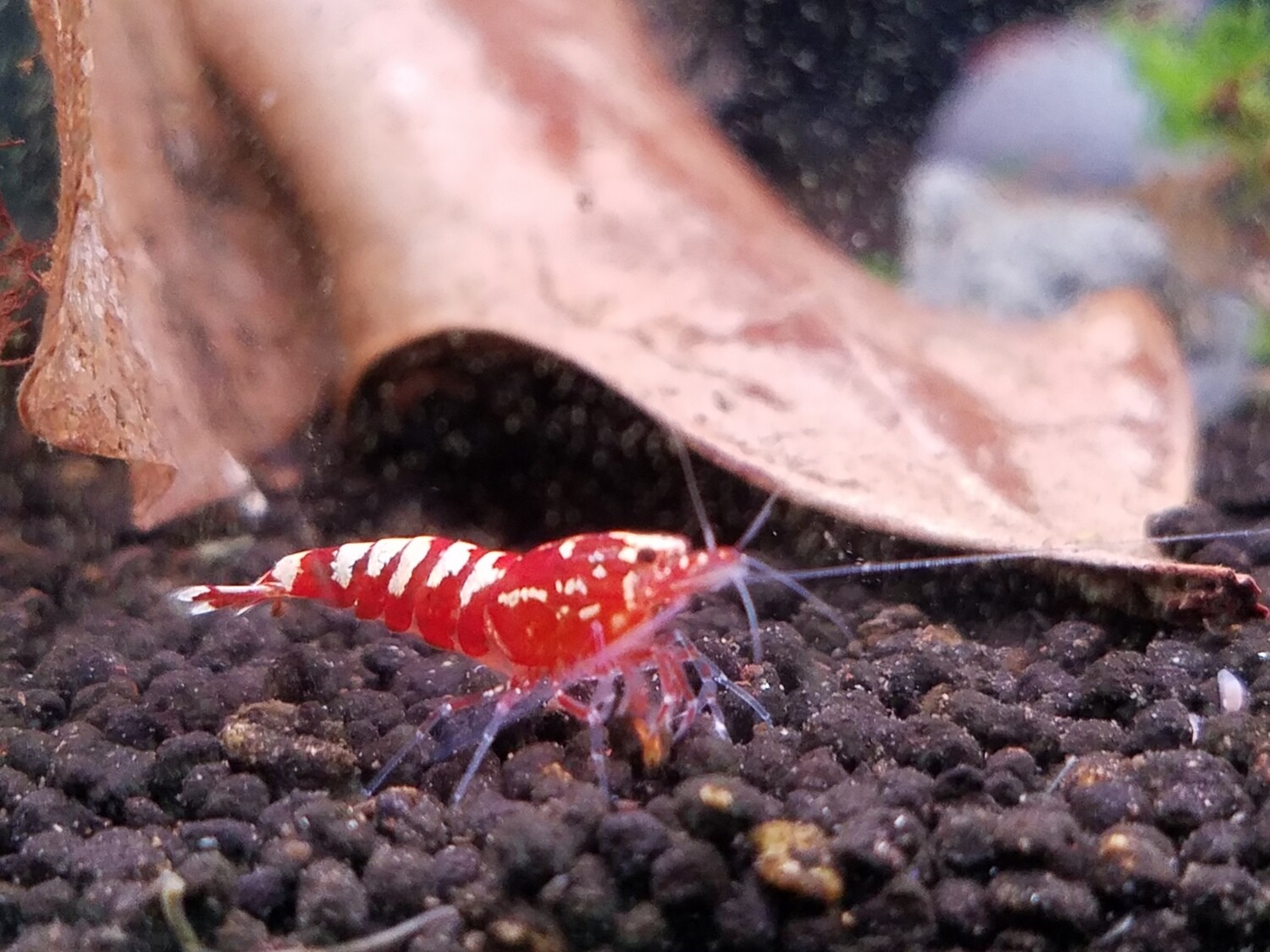 Red Galaxy Pinto - 5pk - Shrimp Envy