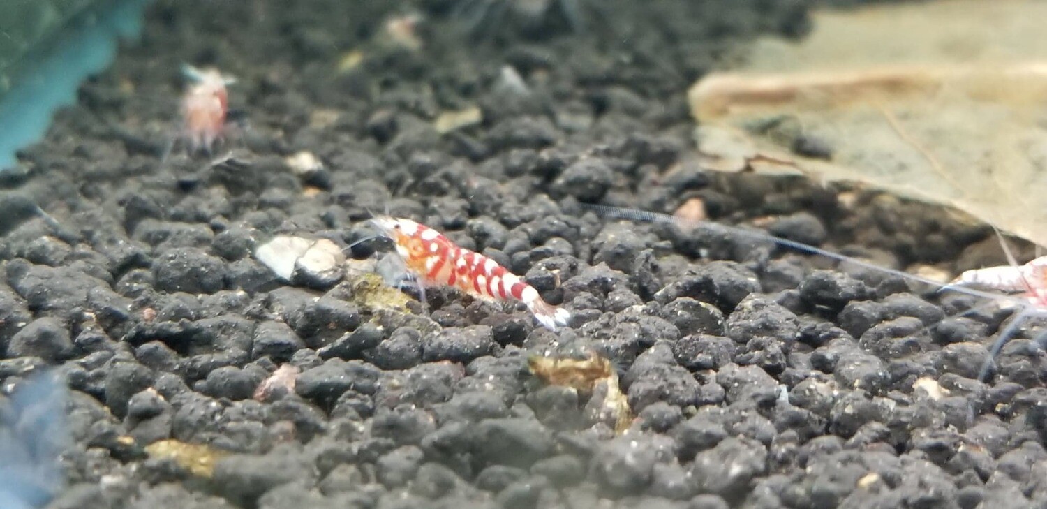 Red Fancy Tiger Shrimp - 10pk - Bncooly Aquatics (Oregon)