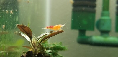 Golden Calceo Shrimp - 5pk - Bncooly Aquatics (Oregon)