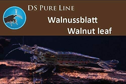 DS Pure Line Walnut leaf 50gr