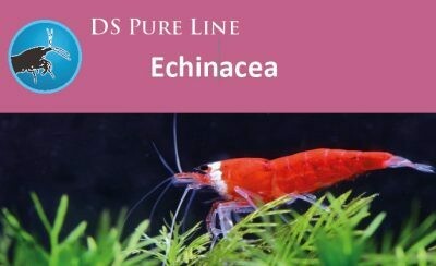 DS Pure Line Echinacea 50gr