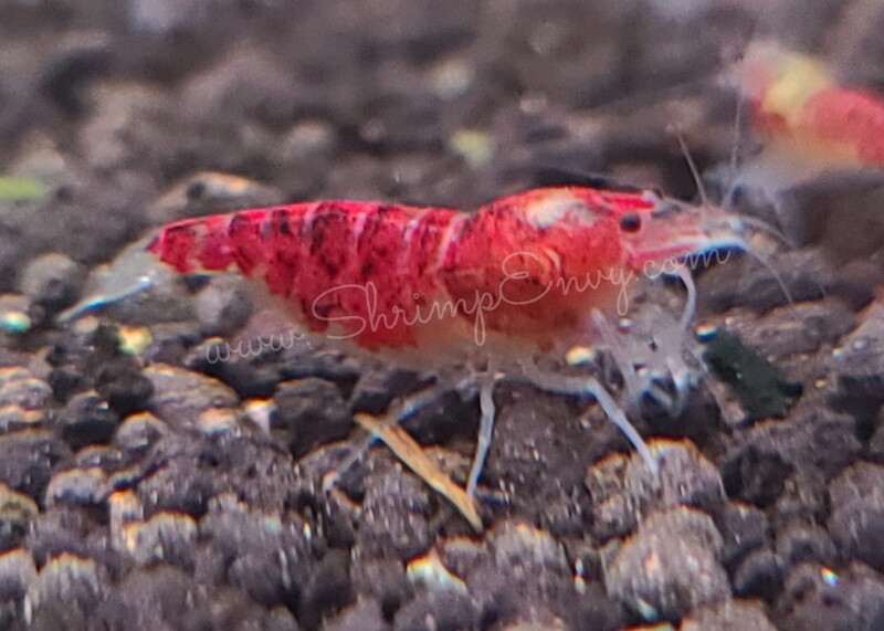 Red Scorpion Dragonbloods - 5pk - AT Shrimpery