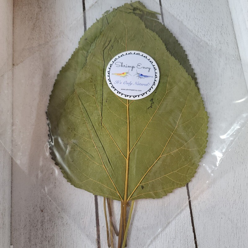 Mulberry Leaves - 10 pack