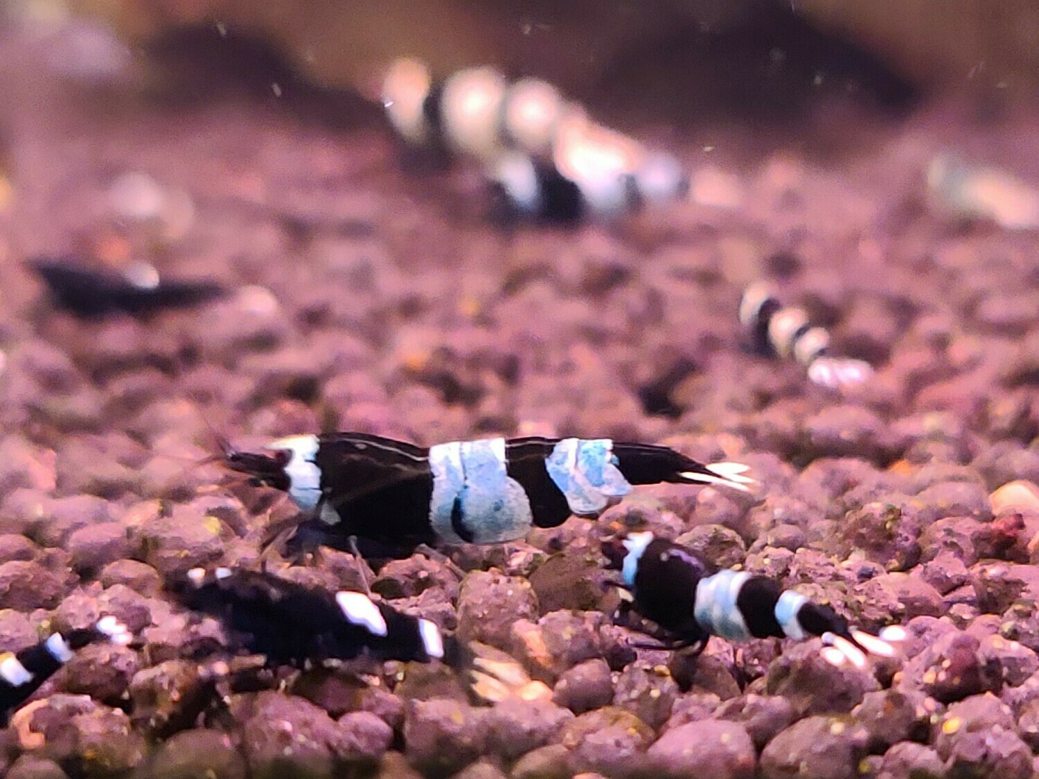 Shadow Panda Shrimp - 5pk - AT Shrimpery