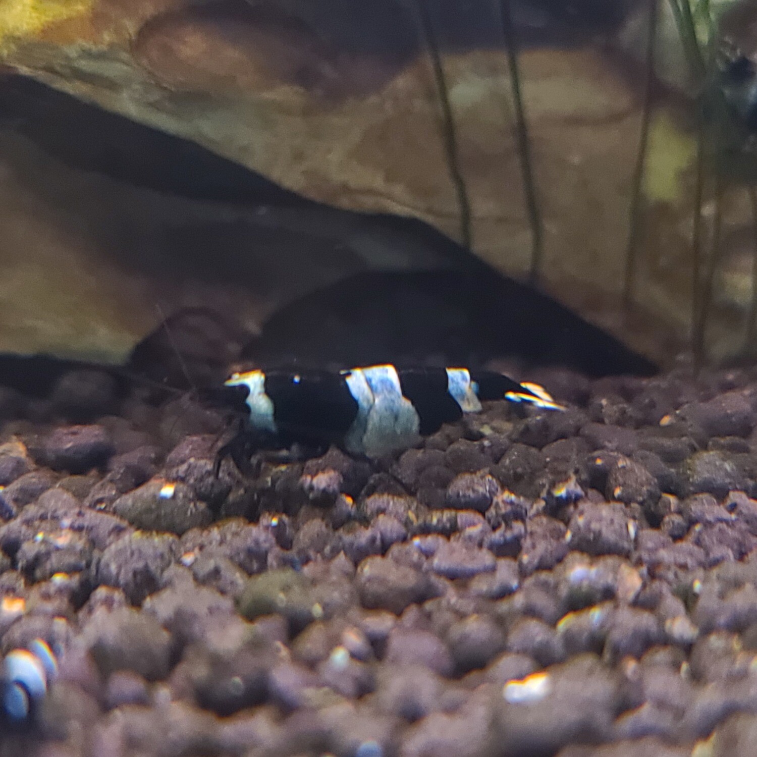 Shadow Panda Shrimp - 5pk - R&R Bloomfield(Oregon)