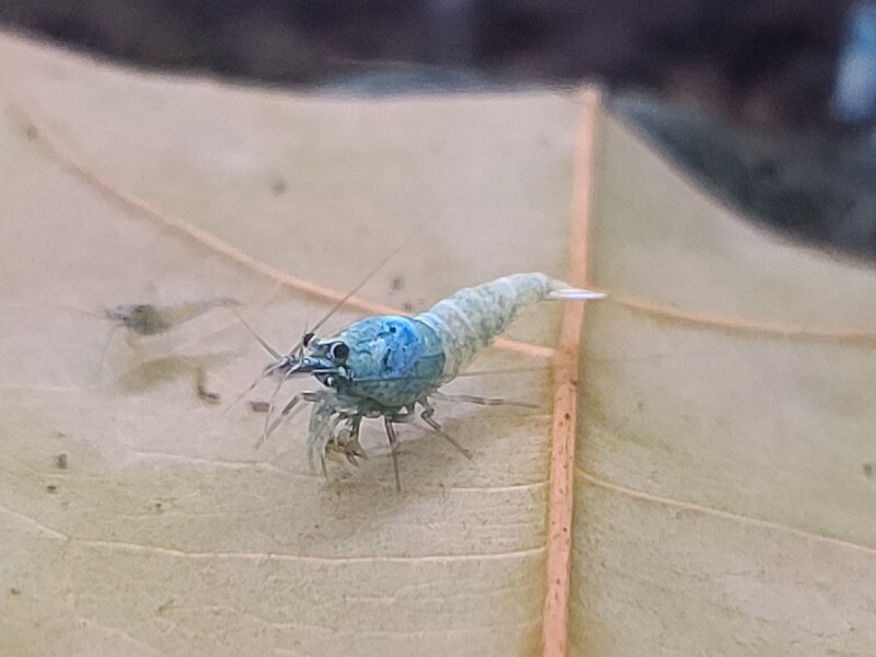 Blue Bolt Low Grade - 5pk - AT Shrimpery