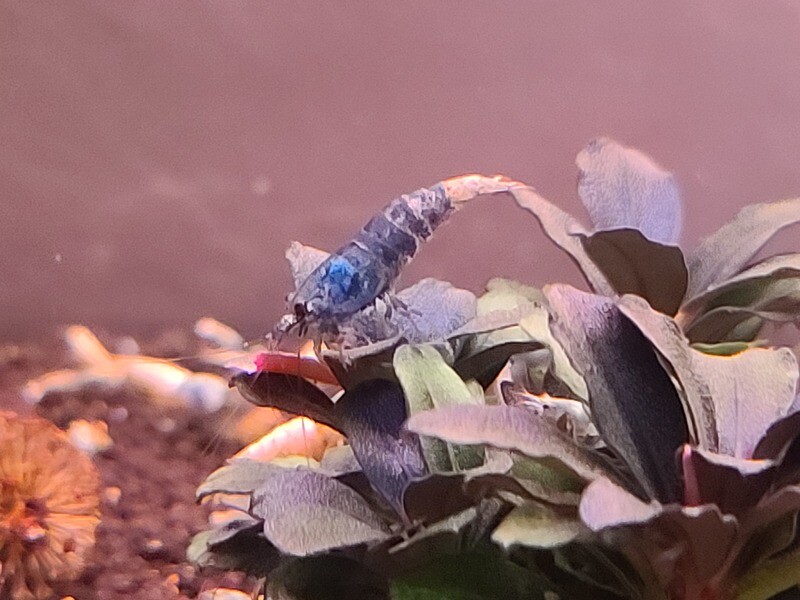 Blue Bolt Medium Grade - 5pk - AT Shrimpery