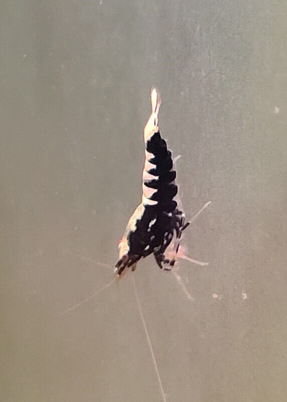 Black Galaxy Low/mid Grade - 5pk - Shrimp Envy