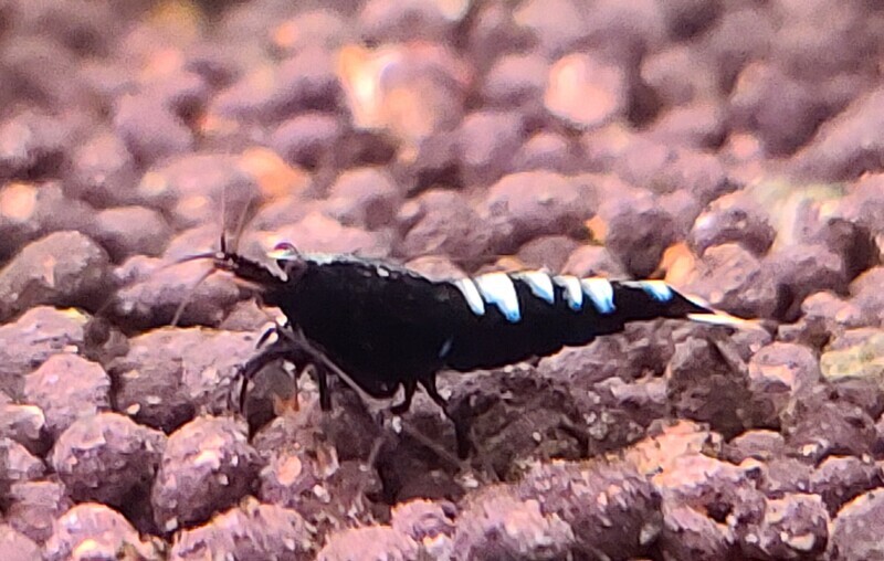 Black Zebra Pinto - 5pk - AT Shrimpery