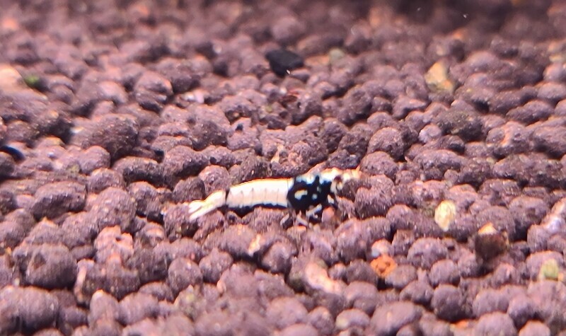 Black Pinto Mixed low grades - 5pk - AT Shrimpery