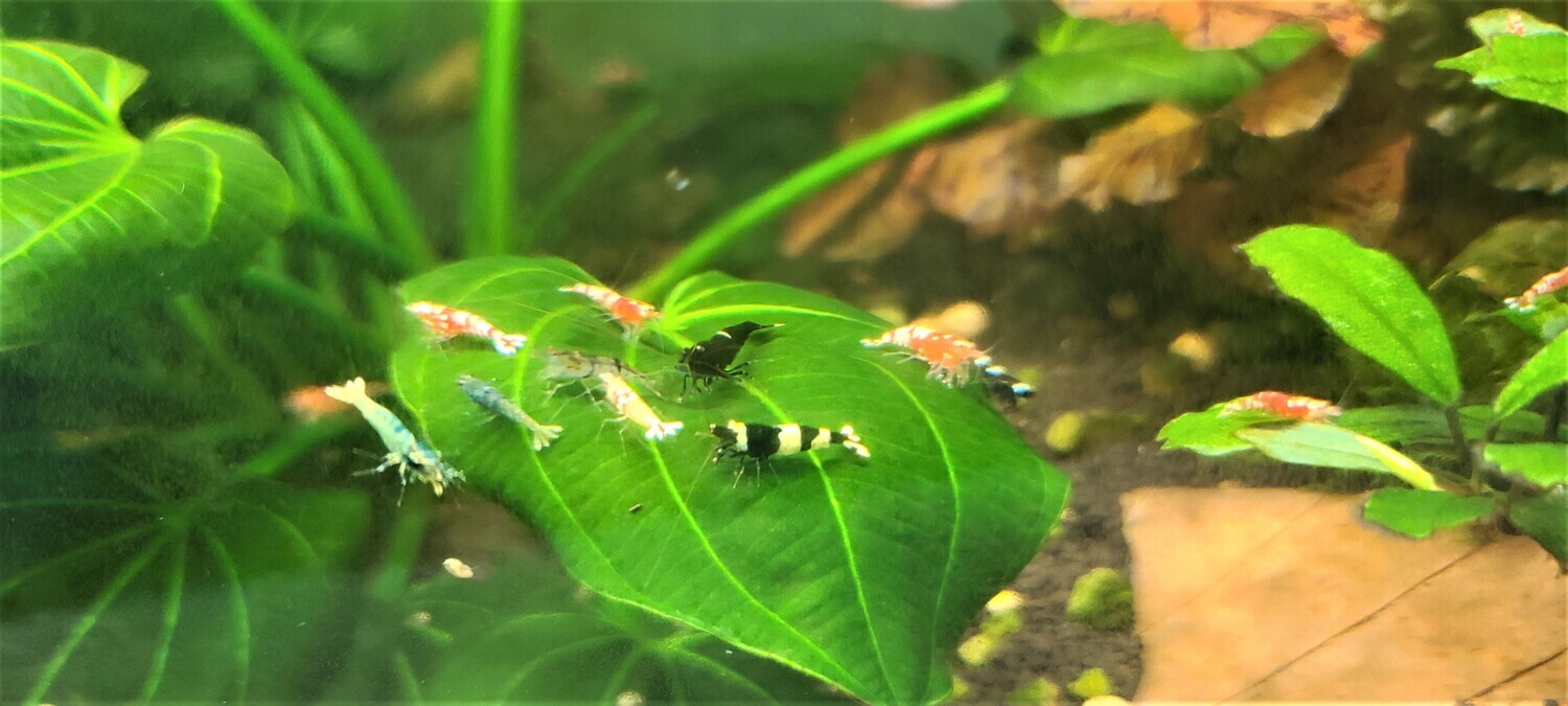 Perfectly Imperfect Shrimp - 10 pack - Shrimp Envy