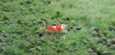 Super Crystal Red Shrimp - 10pk - Bncooly Aquatics (Oregon)