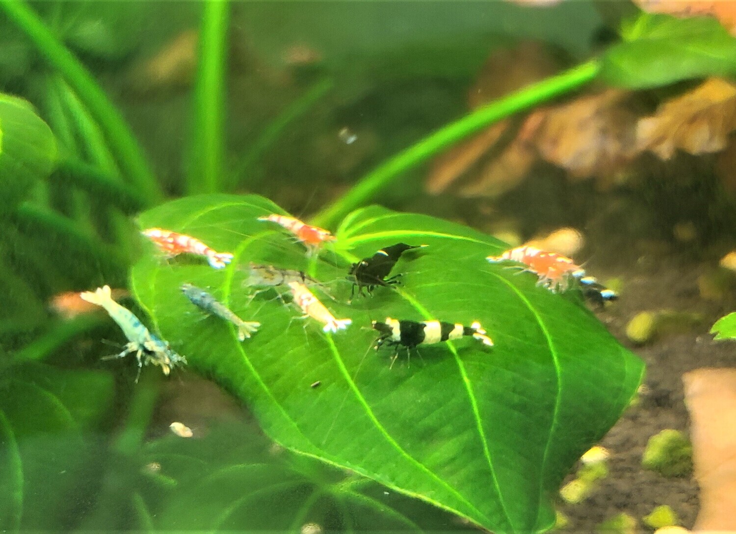 Caridina Skittles Low/mid grade - 10 pack - Shrimp Envy
