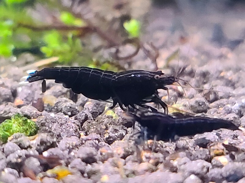 Black King Kong Extreme - 5pk - AT Shrimpery