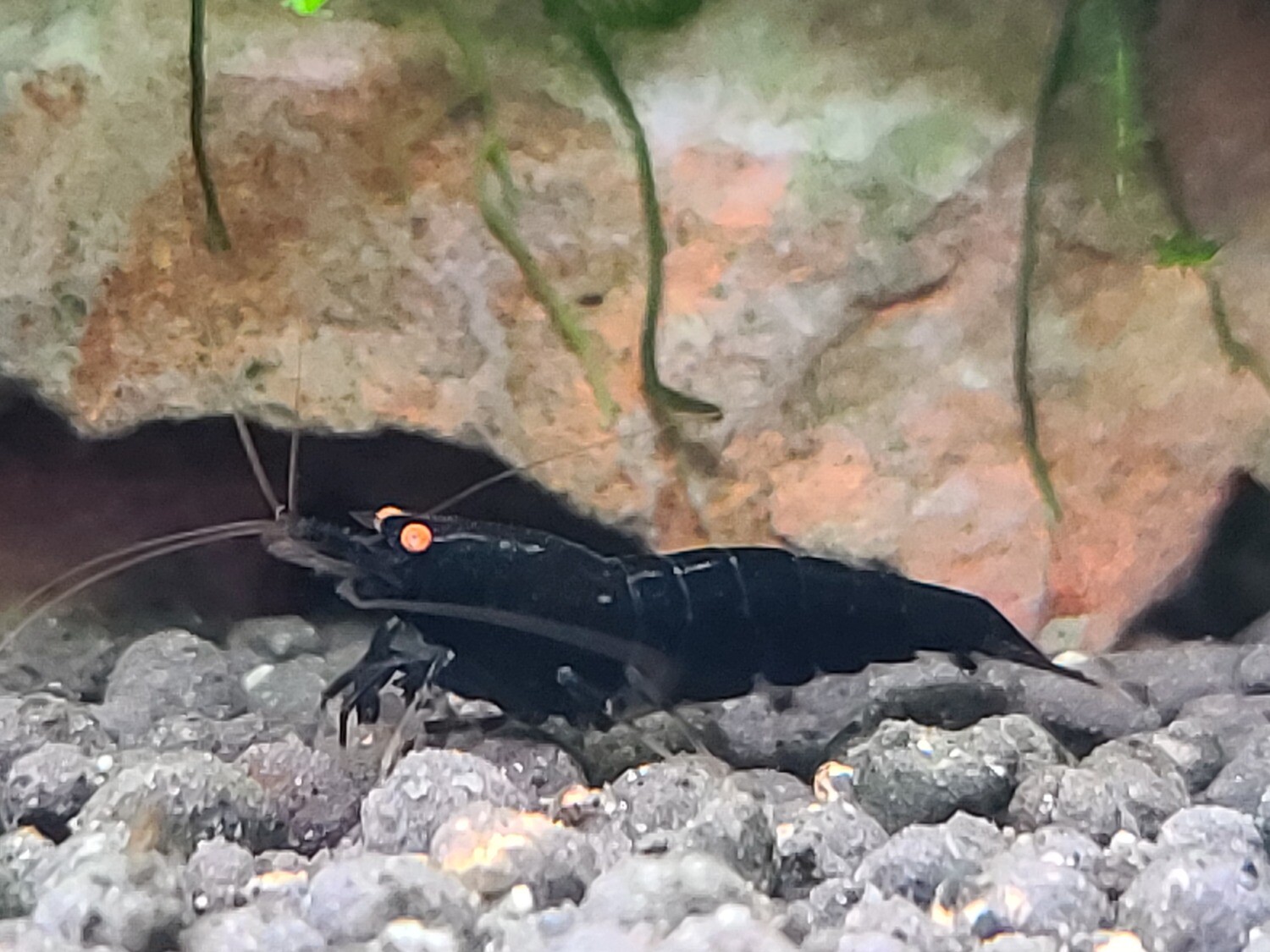 Orange Eye Black Devil - 5pk - AT shrimpery
