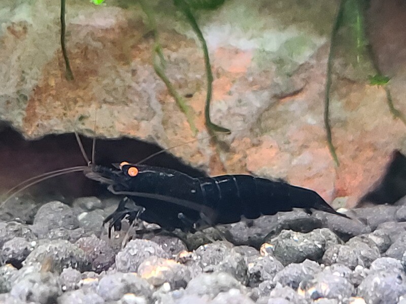 Orange Eye Black Devil - 5pk - AT shrimpery