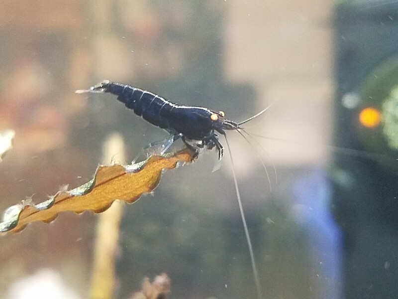 Orange Eye Royal Blue Tiger - 5pk - AT Shrimpery