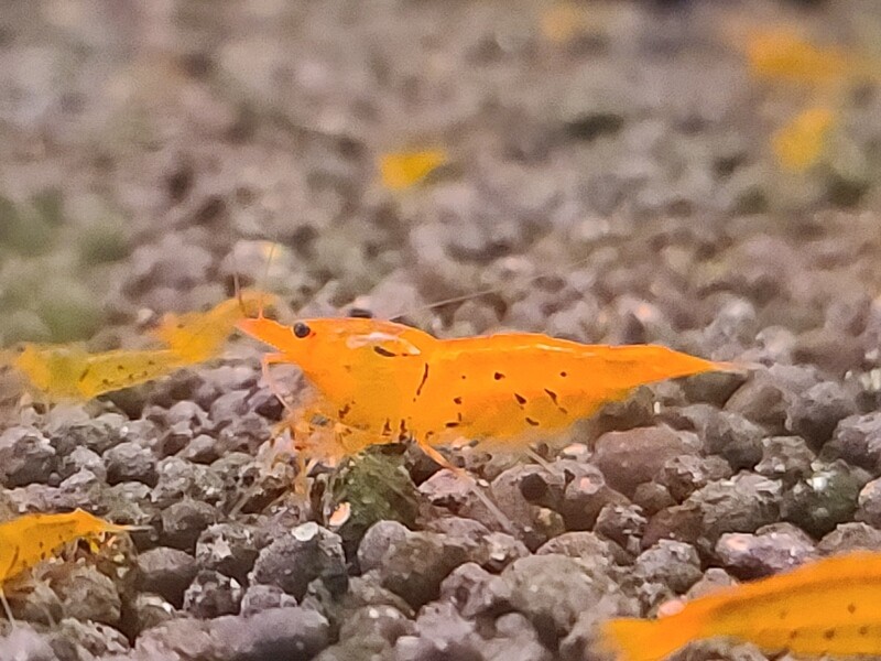 Tangerine Tigers - 5pk - AT Shrimpery