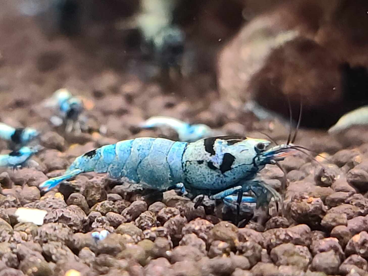 Shadow Mosura Shrimp Common Grade - 5pk - AT Shrimpery