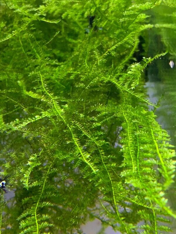 Mini Christmas Moss - Ryan Hoagland