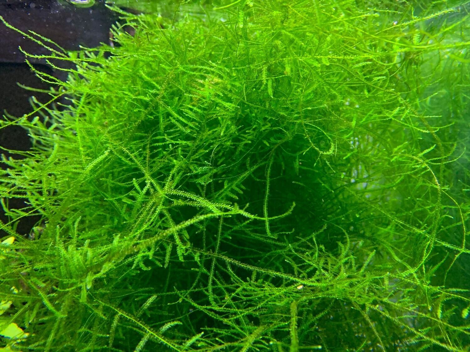 Willow Moss - Ryan Hoagland