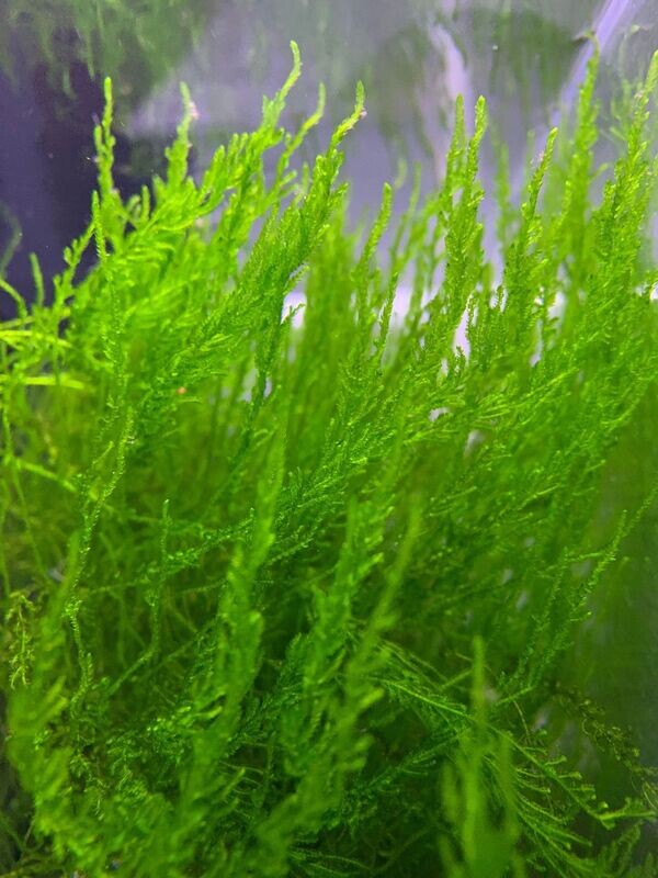 Flame Moss - Ryan Hoagland