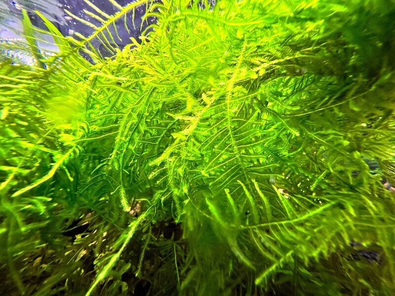 Spikey Moss - Ryan Hoagland