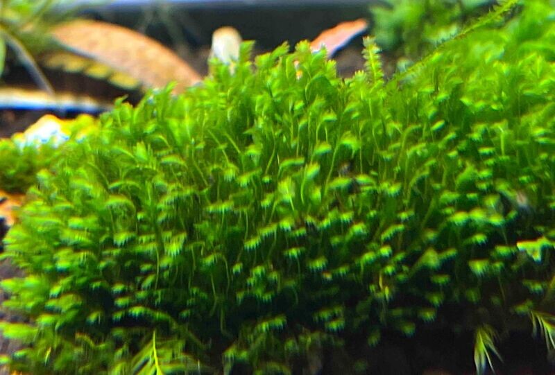 Fissidens Crispulus - Ryan Hoagland