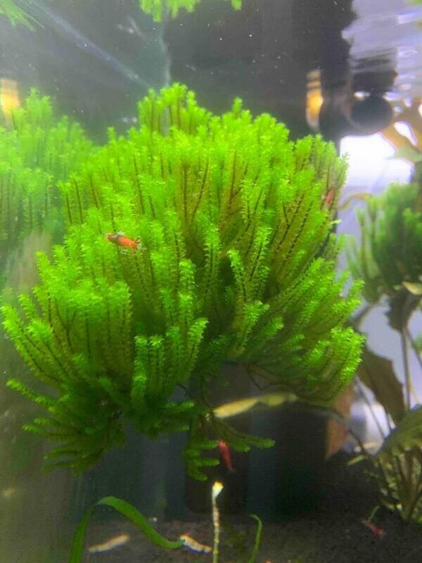 Hookeriaceae Moss - Ryan Hoagland