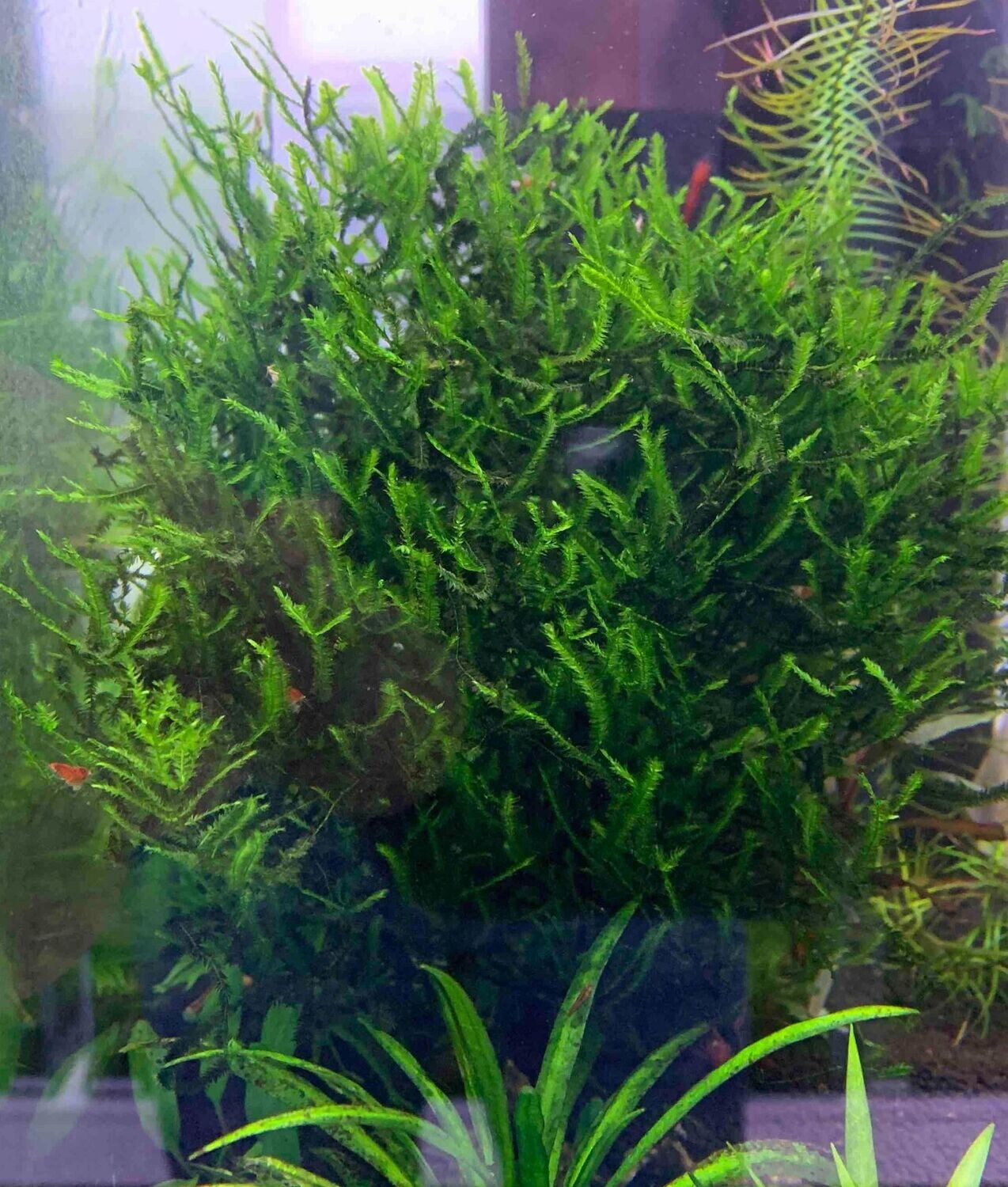 Pointed Spear - Ryan Hoagland