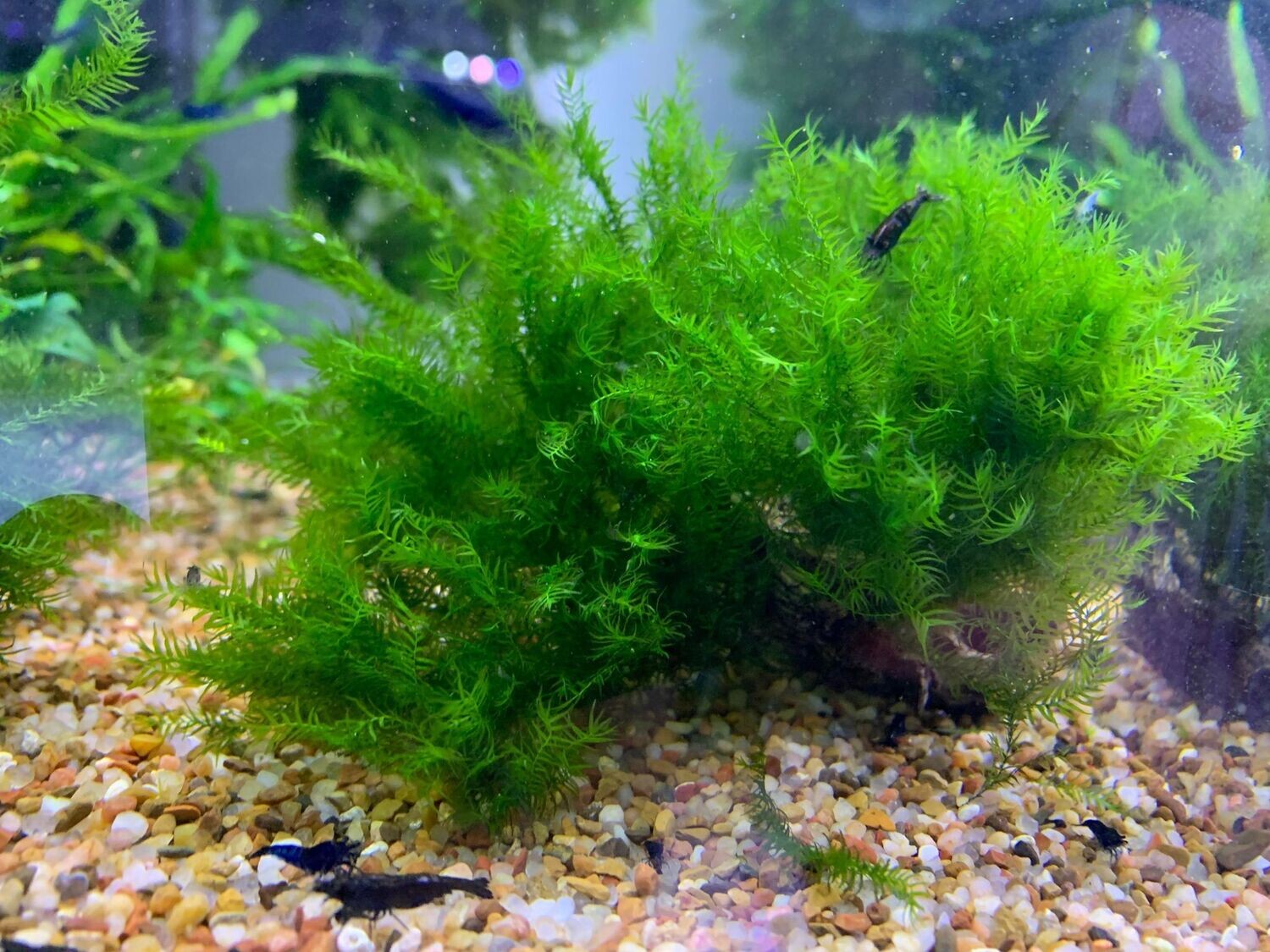 Fissidens Fontanus - Ryan Hoagland