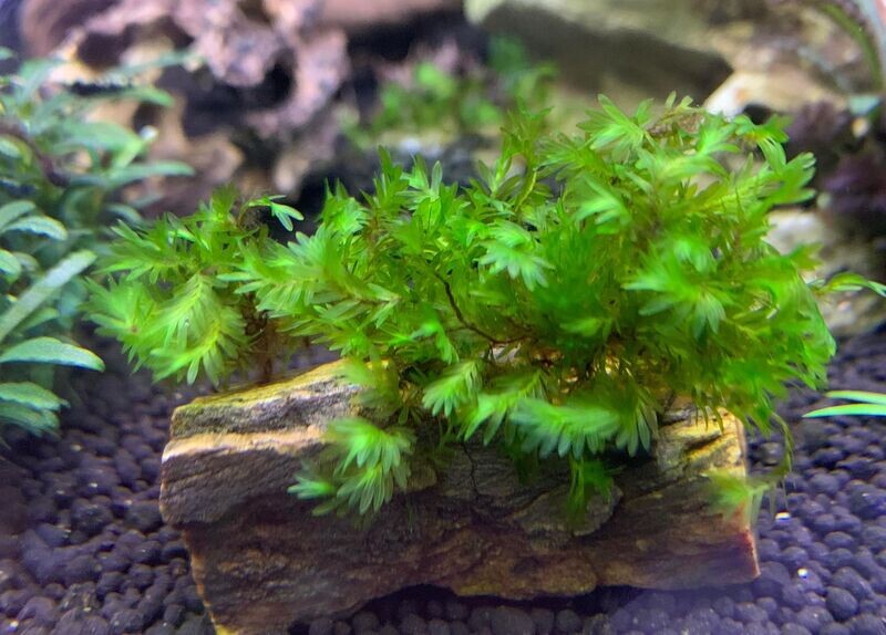 Fissidens Miroshaki - Ryan Hoagland