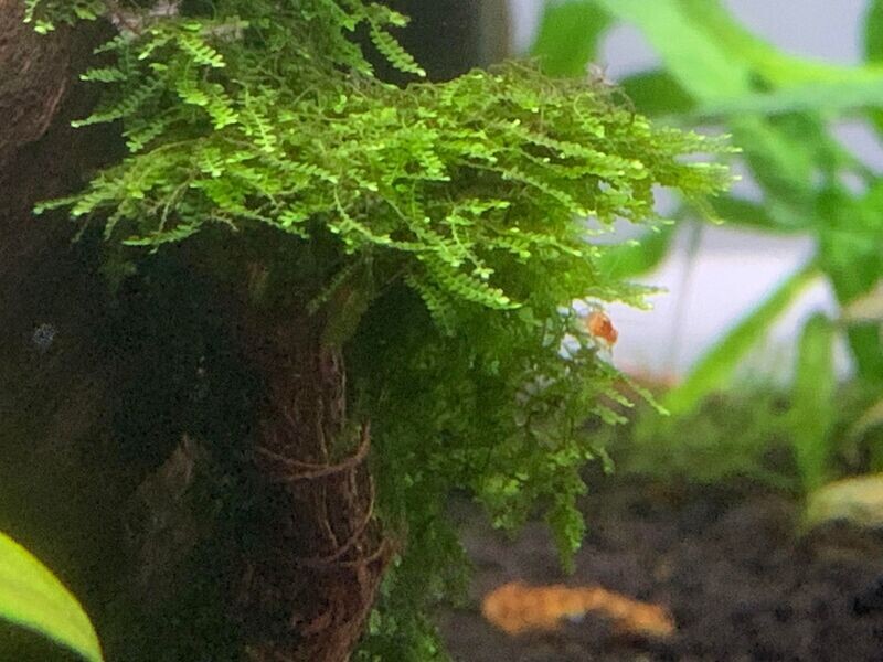 Mini Weeping Moss - Ryan Hoagland