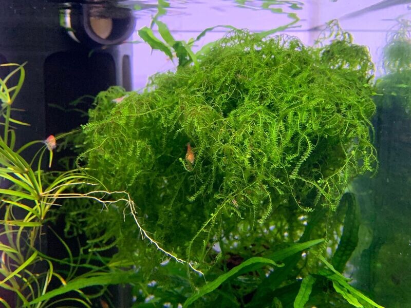 Calicostella Prabaktiana - Ryan Hoagland