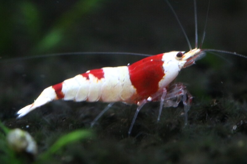 Crystal Red Shrimp - 5pk - AT Shrimpery