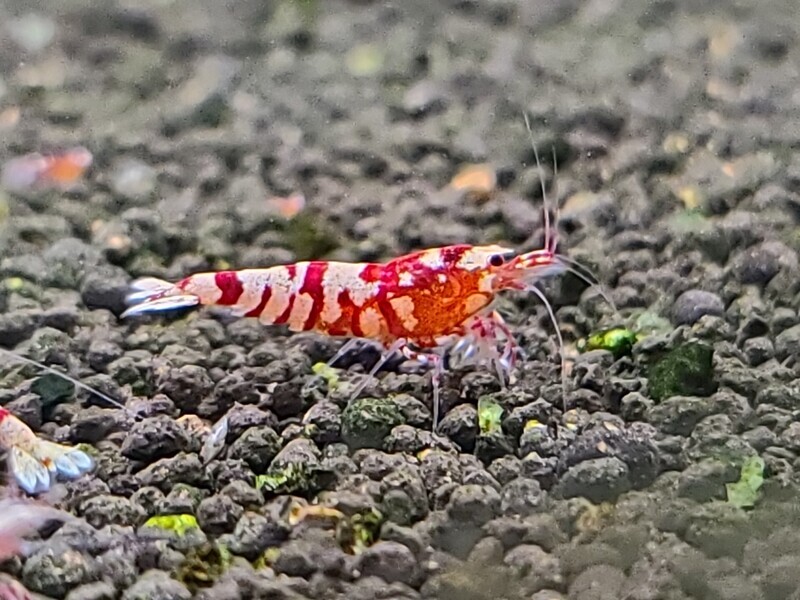 Red Fancy Tigers A-S Grade - 5pk - AT Shrimpery