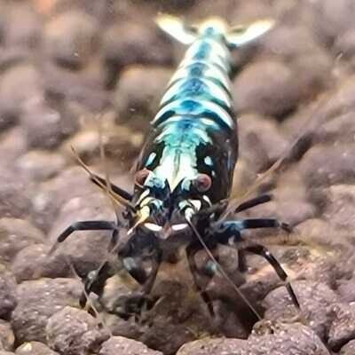 Caridina Shrimp