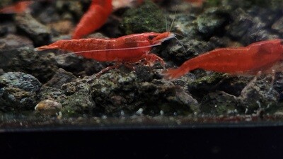 Fire Red Cherry Shrimp - 10/20pk - Nick Teeter