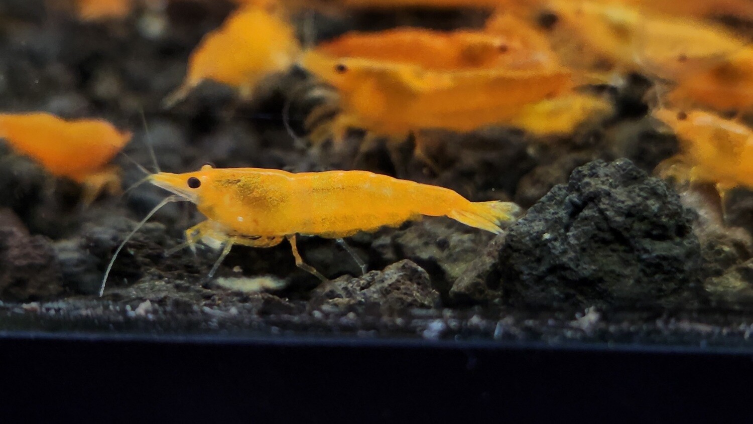 Orange Sunkist Shrimp - 10 pk - Shrimp Envy