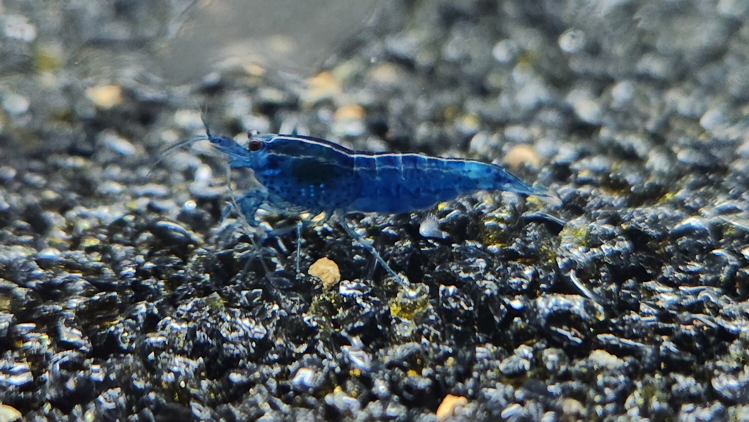Blue Dream Shrimp - 10pk - Shrimp Envy