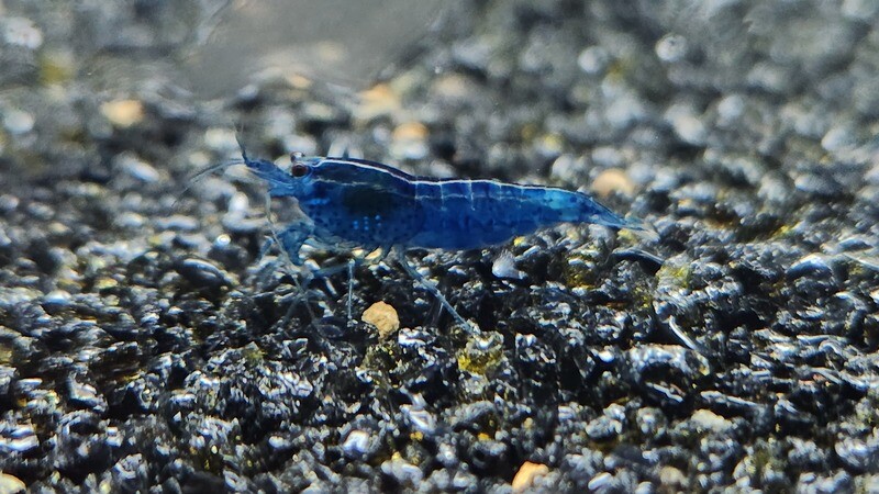 Blue Dream Shrimp - 10pk - Shrimp Envy