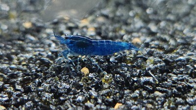 Blue Dream Shrimp - 10/20pk - Nick Teeter