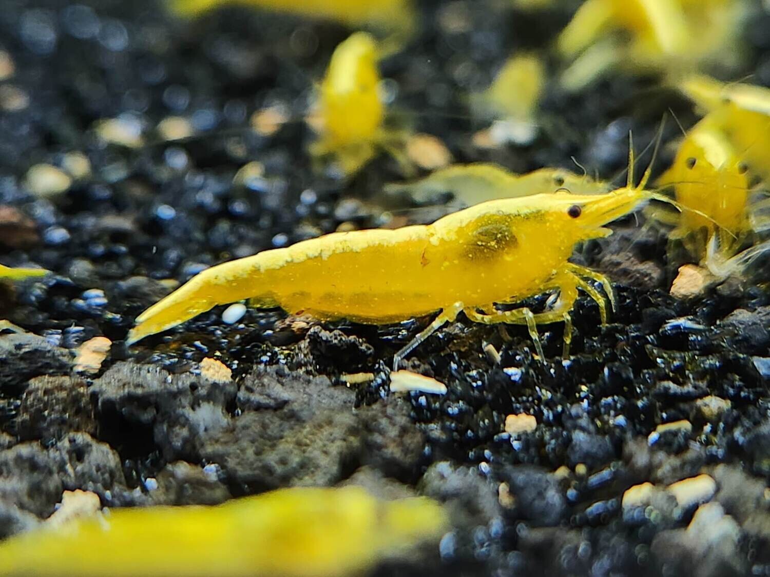 Yellow Goldenback - 10 pk - Shrimp Envy