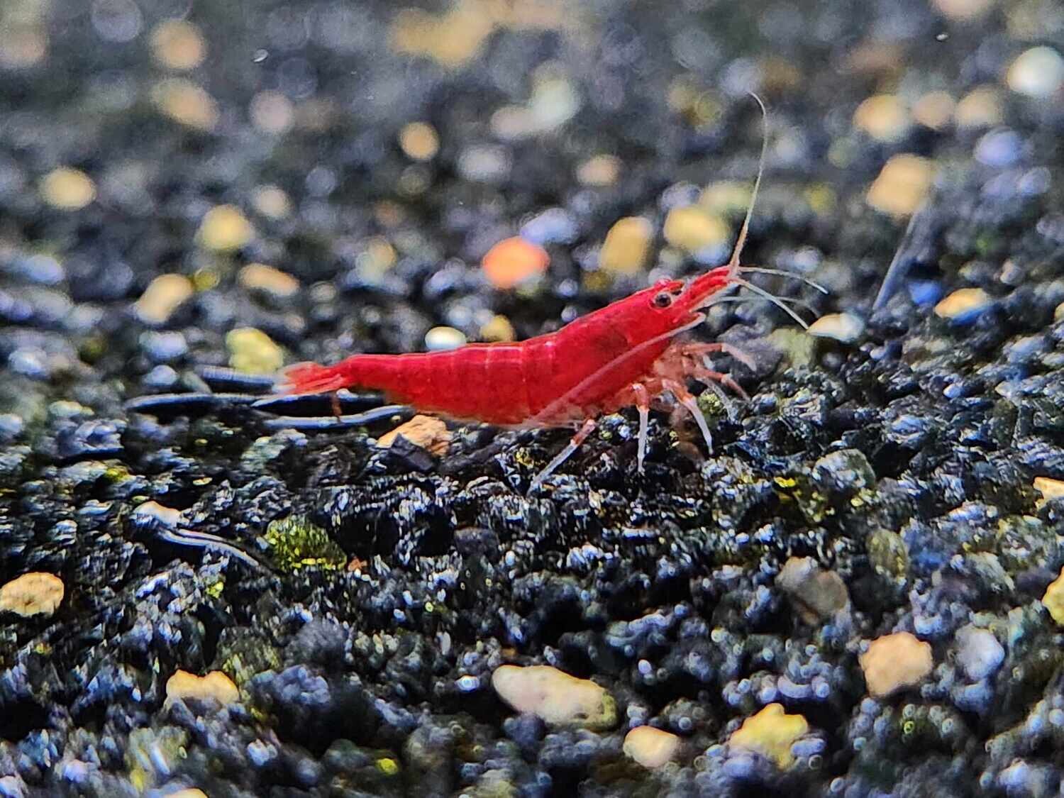 Bloody Mary Shrimp - 10pk - Shrimp Envy