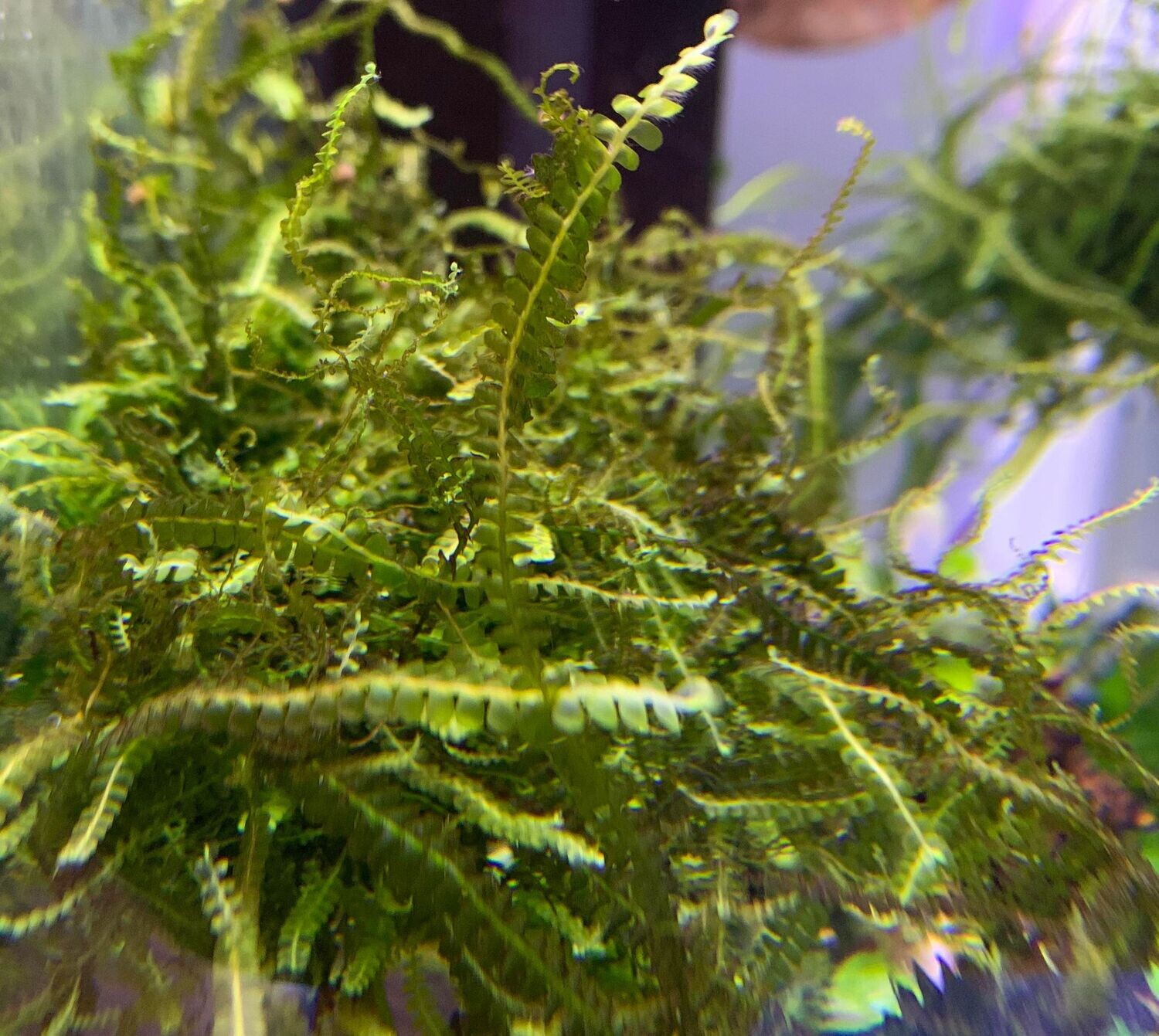 Camaroon Moss - Ryan Hoagland