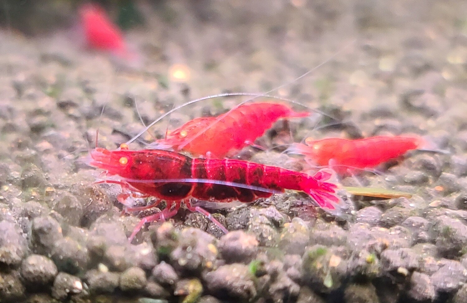 Orange Eye Red Devil Shrimp - 5pk - Shrimp Envy/ AT Shrimpery